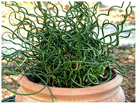 RP Seeds Juncus effusus spiralis (Corkscrew Rush) - 30 Seeds