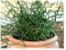 RP Seeds Juncus effusus spiralis (Corkscrew Rush) - 30 Seeds
