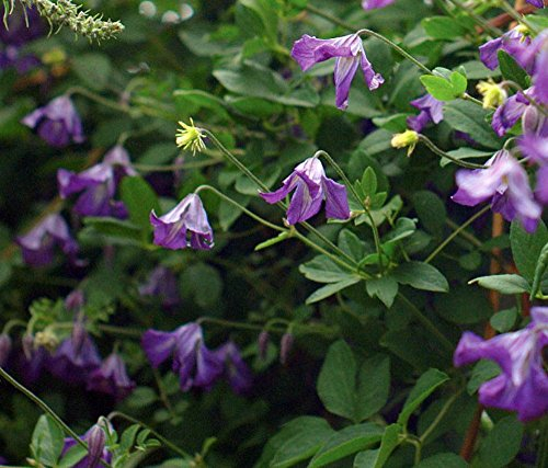 Italienische Clematis 15 Seeds - Clematis viticella