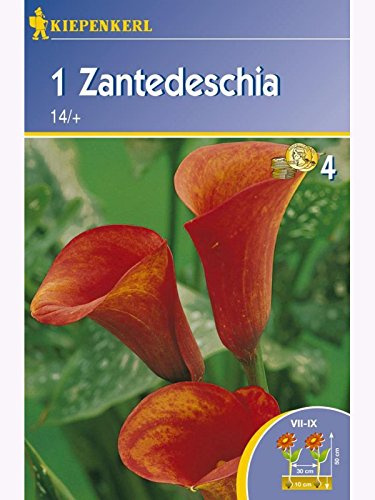 Zantedeschia Calla Orange