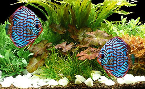 Zoomeister - Aquarienpflanzen Bis 130L - Set Diskus - Lotus - 28°C