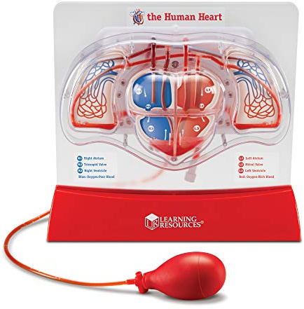 Learning Resources Pumping Heart Model, 12inx11inx5in | Science Classroom Must Haves, STEM Student Essentials, Practice Anatomy, Cardiology Artery and Veins Study Tools