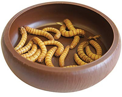 Komodo Mehlwurmschale
