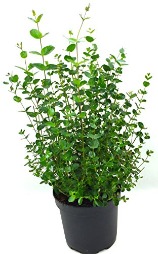 Eukalyptus, frischer Eukalyptus-Strauch, Eukalyptus Baum, Eukalyptus Pflanze