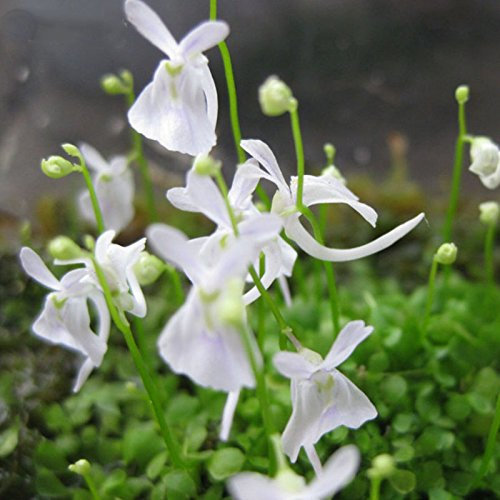 ADB Inc Kaninchen Samen, Utricularia sandersonii Seeds ähnelt ein kleines Kaninchen, Fleisch fressende Pflanzen, 50 Samen/Beutel