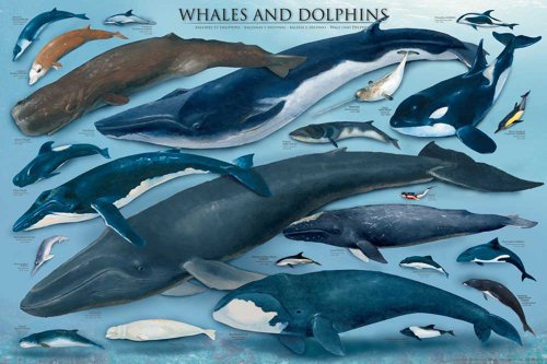 empireposter Poster - Educational - Bildung - Whales and Dolphins Waale und Delfine