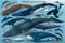 Educational - Bildung Waale und Delfine - Whales and Dolphins Bildungsposter Plakat Druck - Maxiposter Version in Englisch - Grösse 91,5x61 cm
