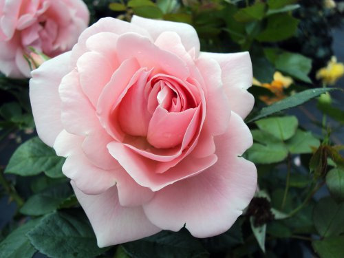 Strauchrose Astrid Lindgren® Dream Sequence® Containerrose, 7,5 Liter