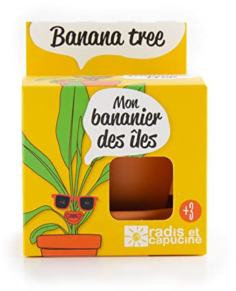 Samen Bananenbaum in Topf-Kultur für Kinder