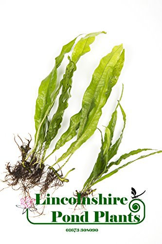 Lincolnshire Pond Plants Ltd Java Fern Microsorium pteropus Live Aquactic Plants