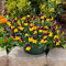 Pansy Viola cornuta o semi Semi di fiori al coperto a Bonsai (giallo e viola) petali di viola del pensiero semi per garden60pcs casa / sacchetto / A08 #