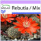 SAFLAX - Rebutia - 40 semi - Rebutia/Mix