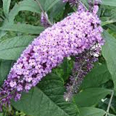 Buddleja davidii 'Nanho Blue' - Butterfly Bush 15cm Pot Size