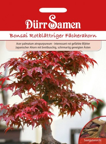 Dürr Samen 1892 Bonsai Rotblättriger Fächerahorn (Bonsaisamen)