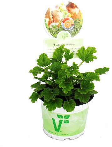 Duftgeranie Orange Pelargonia odorata Hybr. 12cm Topf