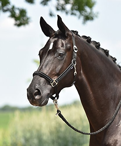 Busse