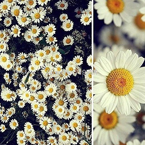Daisy Samen Erdbeereis Parfüm vergossen Chrysantheme Su Tanz 30 Samen