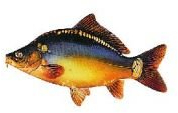 Jenzi Karpfen Aufkleber (Groß - Länge ca: 23cm, Vinyl, Realistisch, Einmalgebrauch, Kinder, Outdoor, Fisch, Karpfen, Wasserfest)