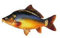 Jenzi Karpfen Aufkleber (Groß - Länge ca: 23cm, Vinyl, Realistisch, Einmalgebrauch, Kinder, Outdoor, Fisch, Karpfen, Wasserfest)