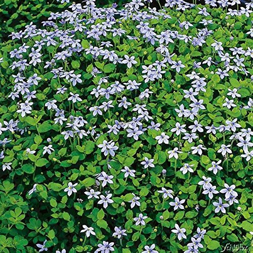 Blauer Bubikopf 'Blue Heaven' - 3 Stück