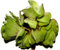Mühlan Aquatic Plants 3 pcs Salvina natans for pond, floating plant against algae