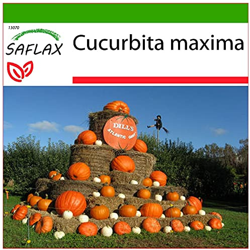 SAFLAX - Kürbis - Atlantic Giant - 7 Samen - Mit keimfreiem Anzuchtsubstrat - Cucurbita maxima