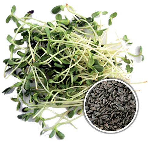 250 g BIO Keimsprossen Sonnenblume Samen für die Sprossenanzucht Sprossen Microgreen Mikrogrün