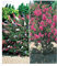 BALDUR Garten Blüten-Sträucher-Kollektion Sommerflieder und Flieder des Südens, 2 Pflanzen Buddleia davidii, Schmetterlingsflieder und Lagerstroemia Kräuselmyrte, winterhart, blühend