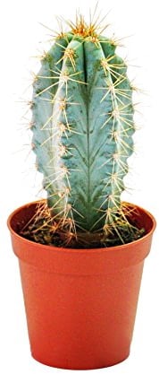 Exotenherz - Pilosocereus azureus - mittelgrosse Pflanze im 8,5cm Topf