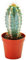 Exotenherz - Pilosocereus azureus - mittelgrosse Pflanze im 8,5cm Topf