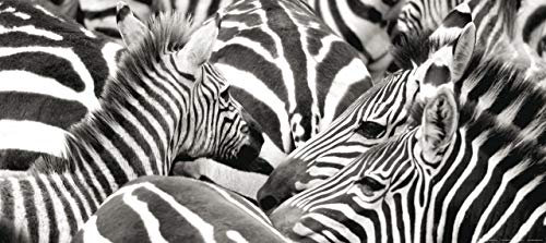AG Design Papier Peint Photo FTG 0924 Phot omurals Zebra