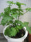 1000 Shiso/Perilla Seeds (Perilla frutescens) Plant Beefsteak Green, (Og) orgánico