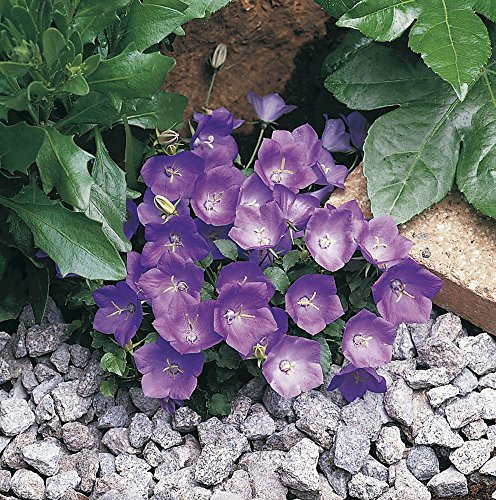 Just Seed - Flower - Campanula - Clips Series Blue - 100 Seeds