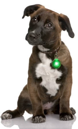 LED Leuchtanhänger in grün für Hunde Katzen UVM. Leuchthalsband Led Hundehalsband Hundeanhänger Halsband Anhänger
