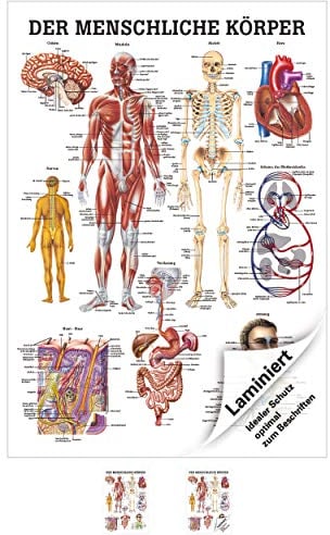 Rüdiger Der menschliche Körper Lehrtafel Anatomie 100x70 cm medizinische Lehrmittel