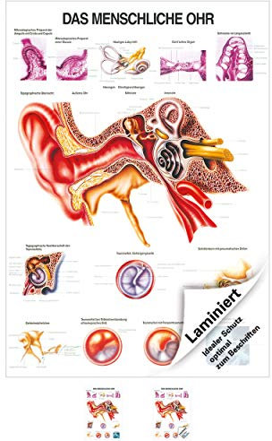 Rüdiger Das Ohr Lehrtafel Anatomie 100x70 cm medizinische Lehrmittel