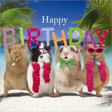 Guinea Pigs Birthday Card Birthday Party
