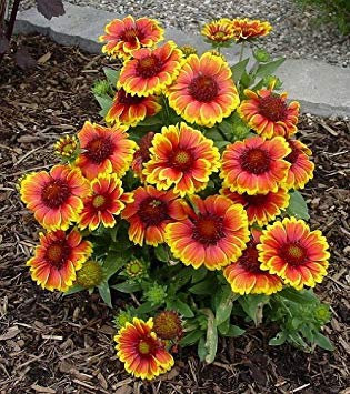 Semi ARIZONA SUN Gaillardia-nano 25 permanenti