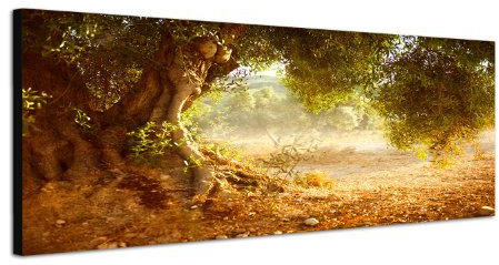 Paul Sinus Art - Alter Olivenbaum Natur Landschaft Öl 150x50cm Breitbild als Panorama auf Leinwand und Keilrahmen - Fertig zum Aufhängen im Wohnzimmer, Schlafzimmer, Küche, Büro