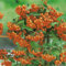 Feuerdorn Orange Glow Pyracantha Orange Immergrüne Pflanze als Sichtschutz-Hecke - Heckenpflanze/Kletterpflanze von Garten Schlüter