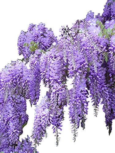 Blauregen >Wisteria sinensis< 3 Samen (Schöne blühende Kletterpflanze Winterhart)