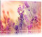 Pixxprint Eleganter Lavendel, Größe: 80x60cm, Leinwandbild, fertig gespannt, Wandbild, Dekoration, Kunstdruck, kein Poster