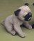 FÖRSTER 4250 Mops sitzend 20cm