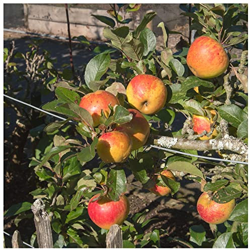 Laxton's Superb Apple Tree 4-5ft in 6L Pot, Ready to Fruit Crisp,Sweet,Crunchy & Juicy 3fatpigs®