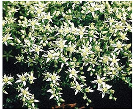Sedum Acre 'Oktoberfest' / Stonecrop/Seeds