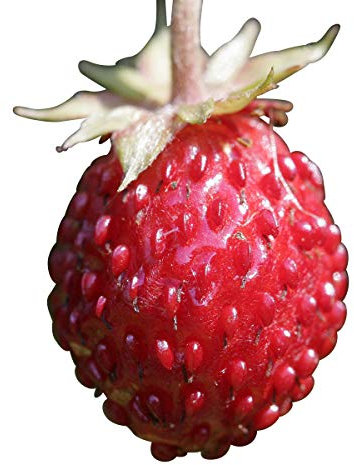 Fraisier Mignonette des bois (4 saisons) 200 graines