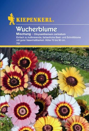 Chrysanthemum carinatum Wucherblume Mischung