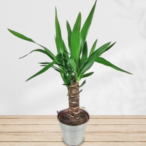Yucca Palme inklusive Übertopf und Grußkarte # Pflanze # Zimmerpflanze # Büropflanze