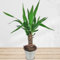 Yucca Palme inklusive Übertopf und Grußkarte # Pflanze # Zimmerpflanze # Büropflanze