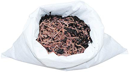 SUPERWURM 1 kg mittlere (ca. 800 St.) Riesen-Rotwürmer - Dendrobena, Angelwürmer, Futterwürmer, Regenwürmer, Würmer, Riesenrotwürmer, Angelköder, Lebendköder, Wurmfarm, Wurmzucht